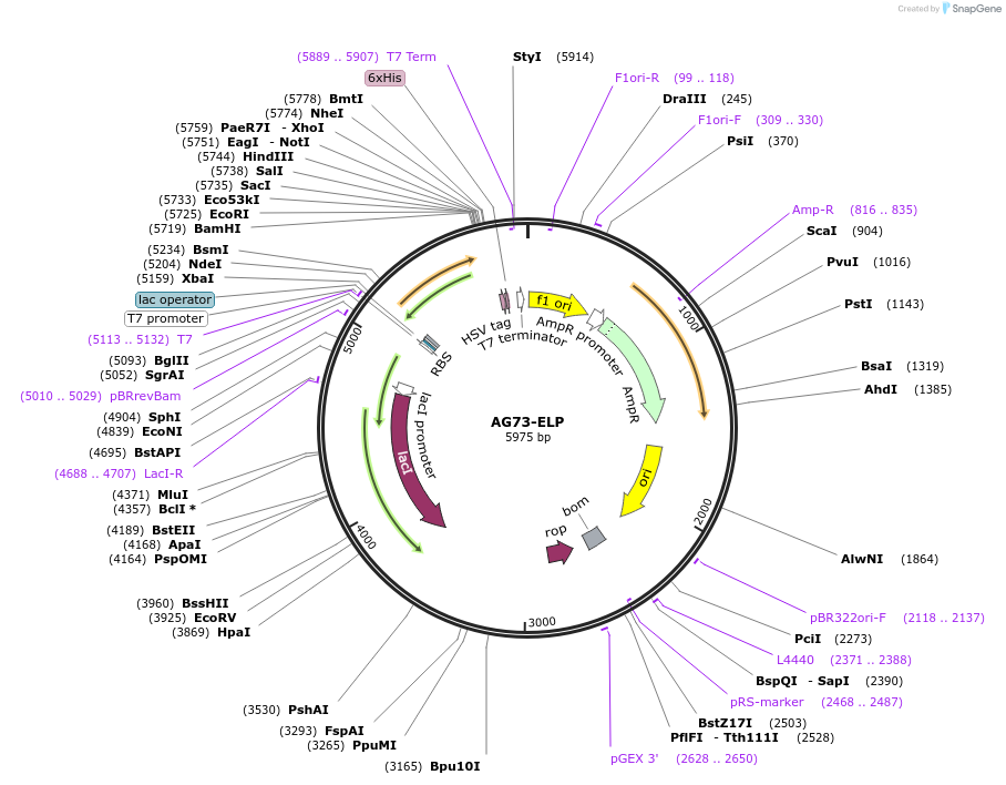 170762-plasmid-map-sequence-id-475544