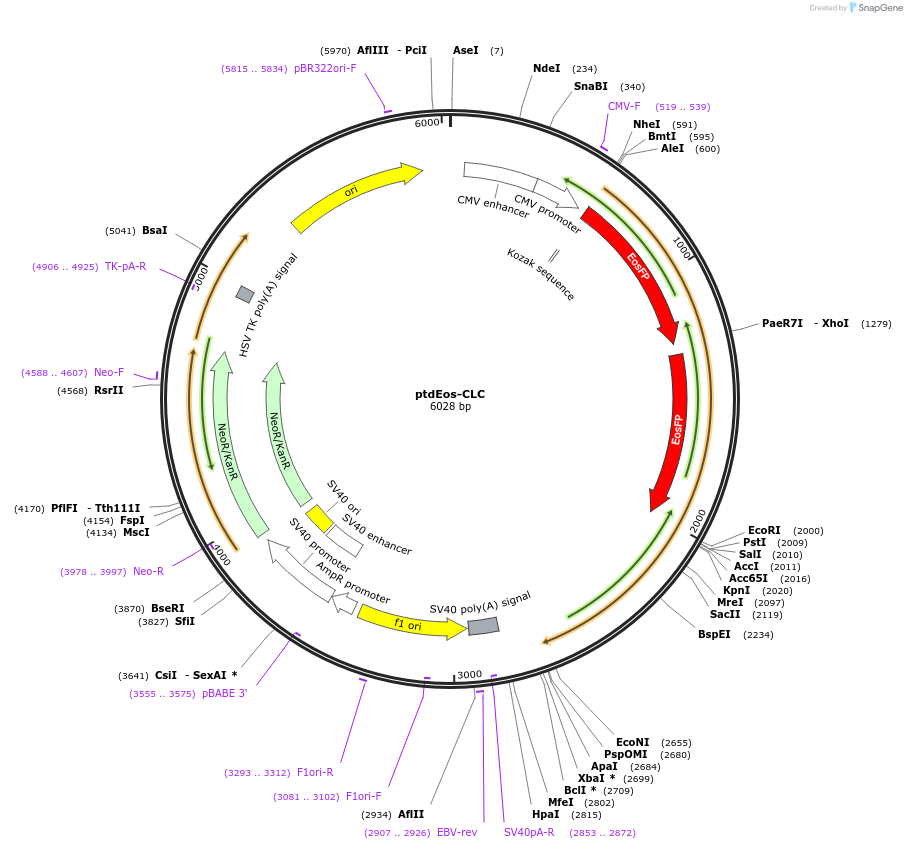 38009-plasmid-map-sequence-id-47555