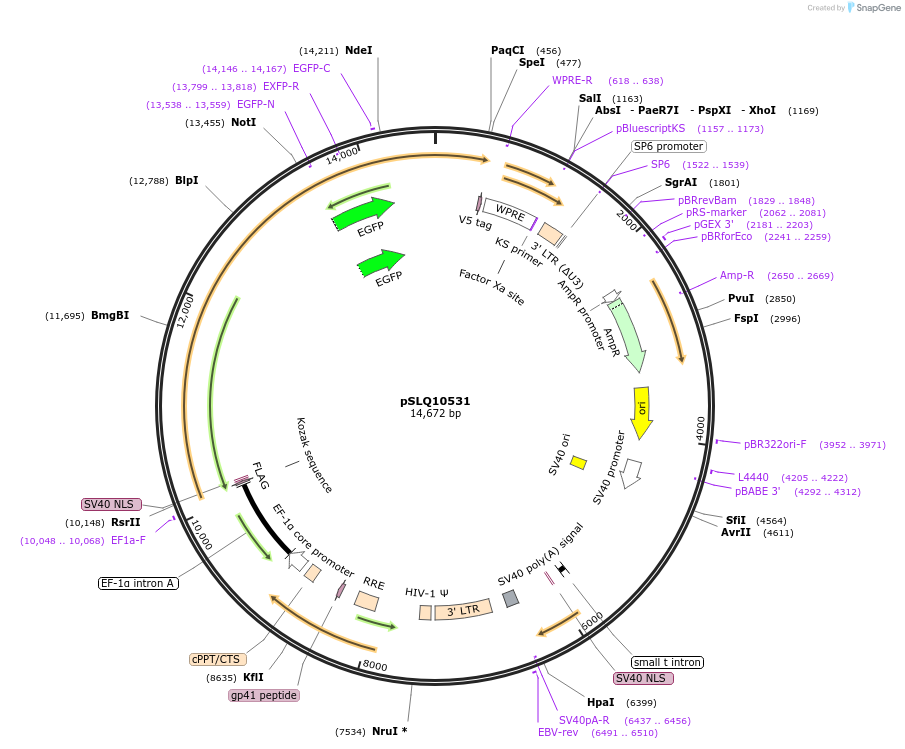 239267-plasmid-map-sequence-id-475551