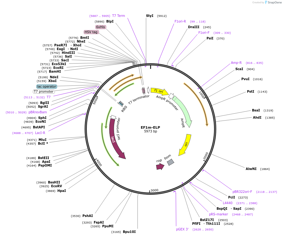 170763-plasmid-map-sequence-id-475621