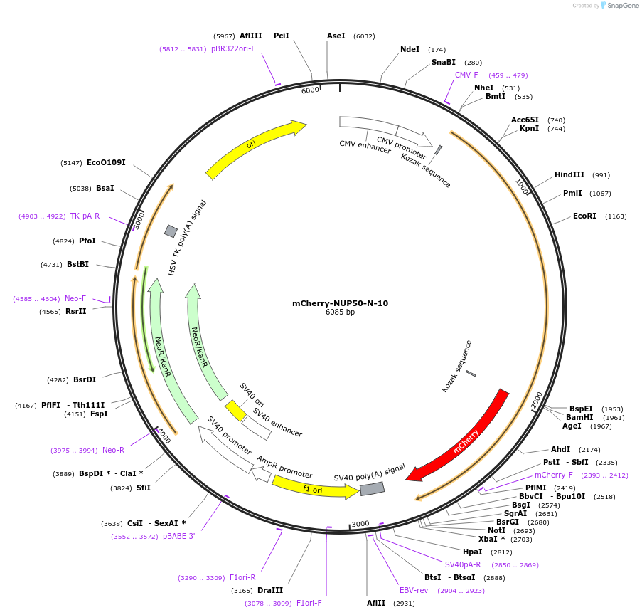 55111-plasmid-map-sequence-id-475625
