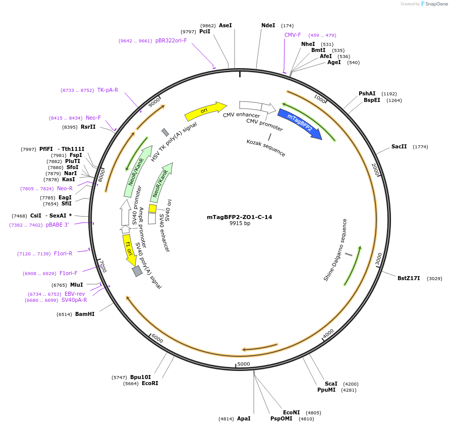 55335-plasmid-map-sequence-id-475626