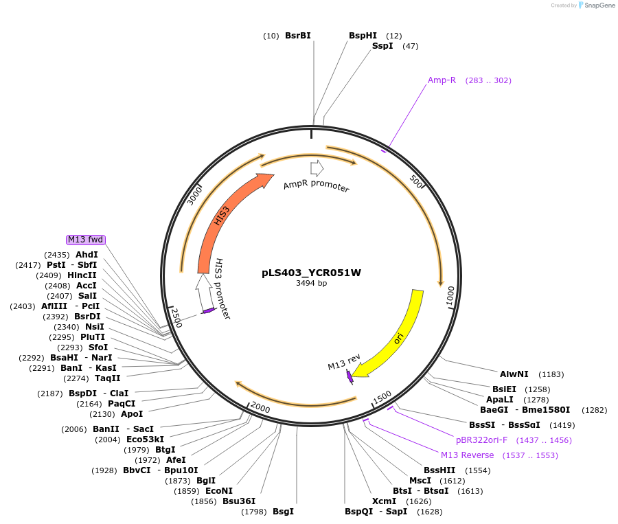 239130-plasmid-map-sequence-id-475627