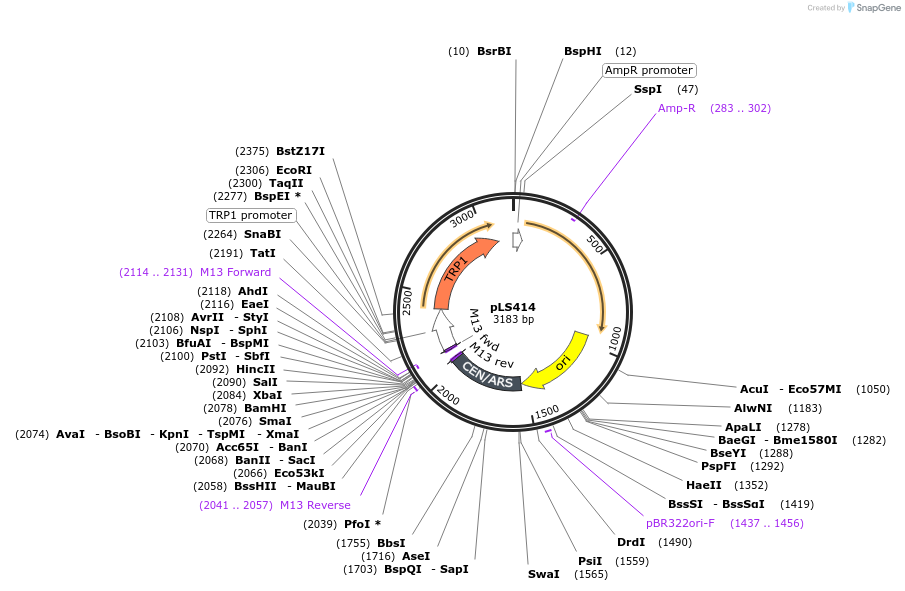 239125-plasmid-map-sequence-id-475632