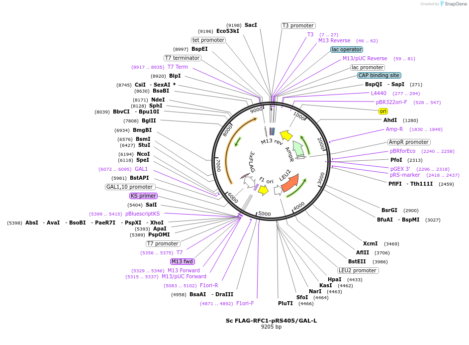 239476-plasmid-map-sequence-id-475691