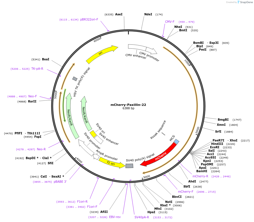 55114-plasmid-map-sequence-id-475725