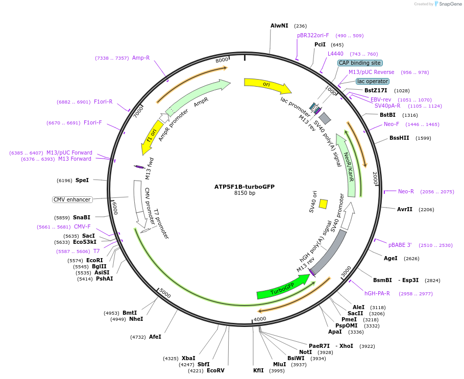 239795-plasmid-map-sequence-id-475759