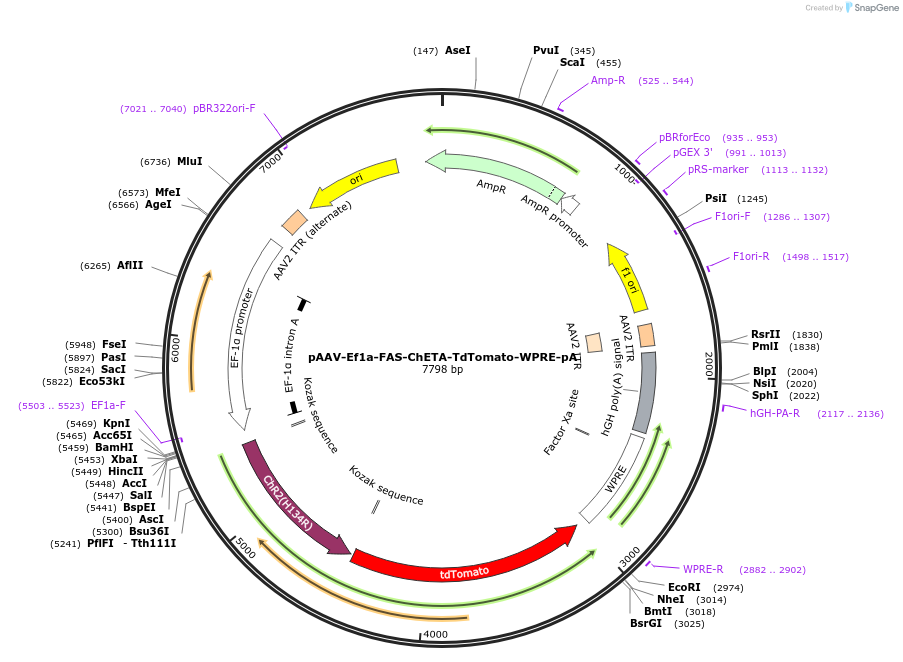 37089-plasmid-map-sequence-id-475760