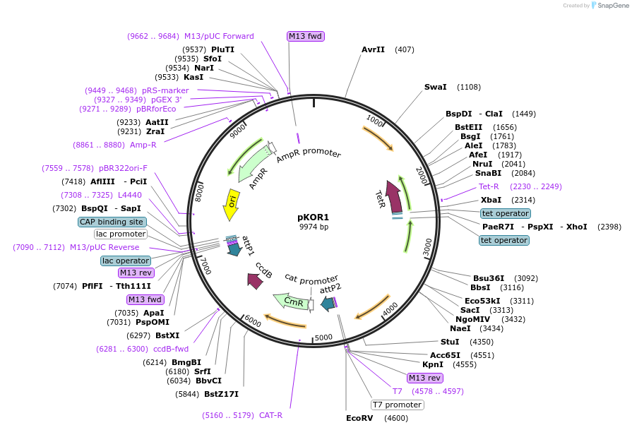 133446-plasmid-map-sequence-id-475764