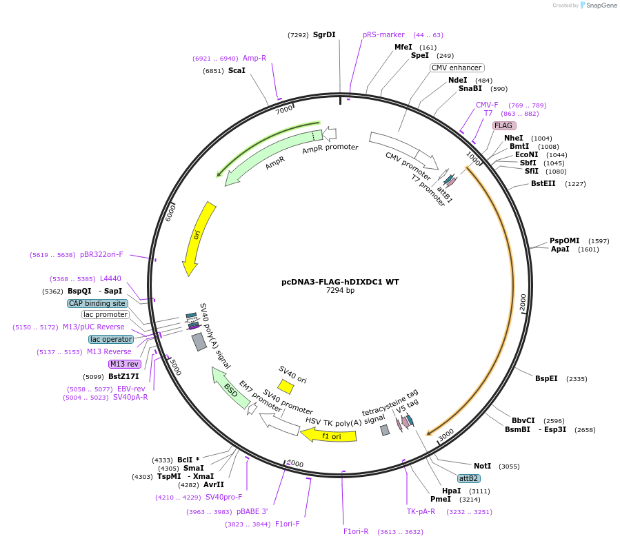 61222-plasmid-map-sequence-id-475771