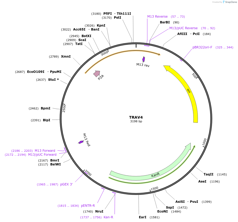 237955-plasmid-map-sequence-id-475800