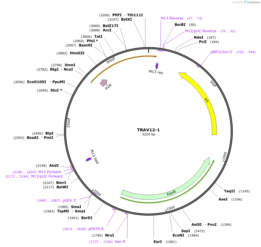 237967-plasmid-map-sequence-id-475816