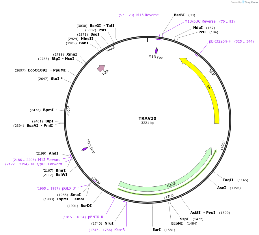 237987-plasmid-map-sequence-id-475832
