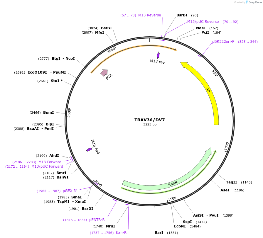 237990-plasmid-map-sequence-id-475835