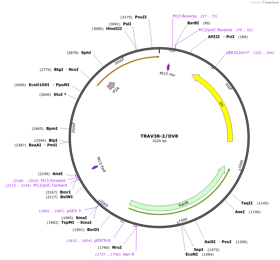 237992-plasmid-map-sequence-id-475837