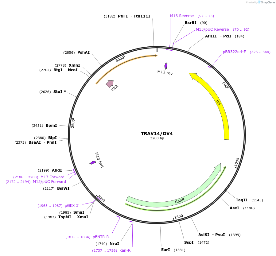 237972-plasmid-map-sequence-id-475843
