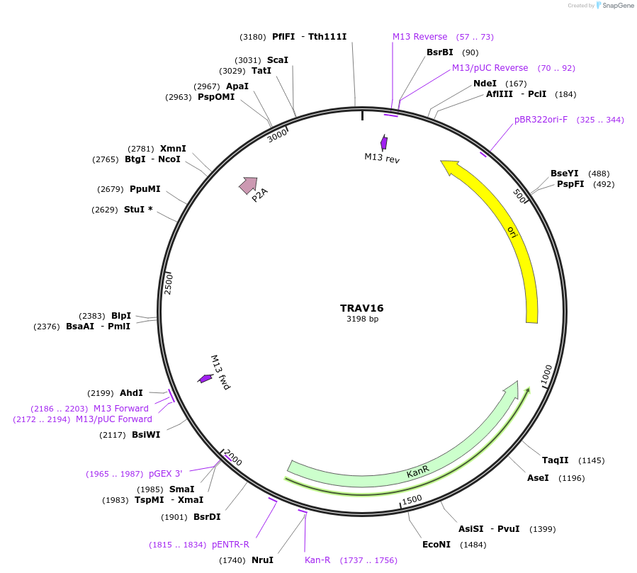 237973-plasmid-map-sequence-id-475844