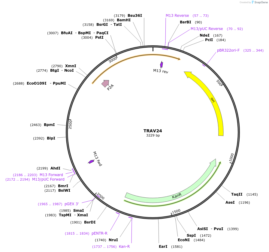 237981-plasmid-map-sequence-id-475851
