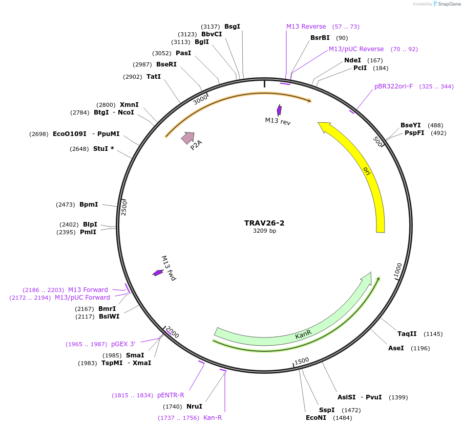 237984-plasmid-map-sequence-id-475853
