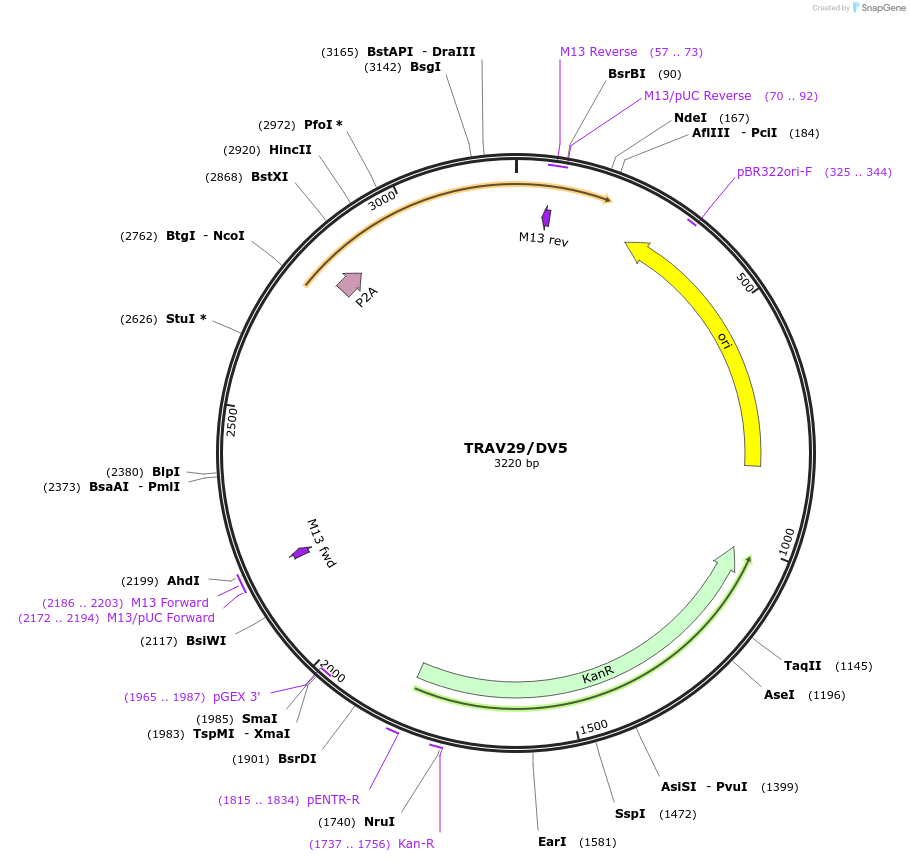 237986-plasmid-map-sequence-id-475854