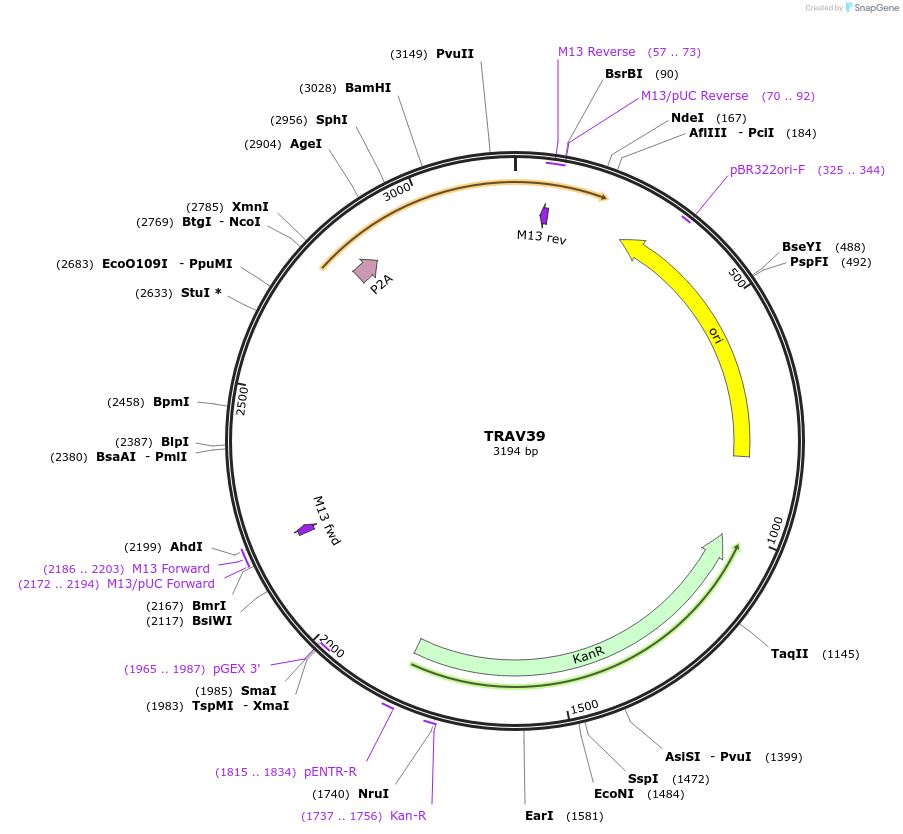 237993-plasmid-map-sequence-id-475859
