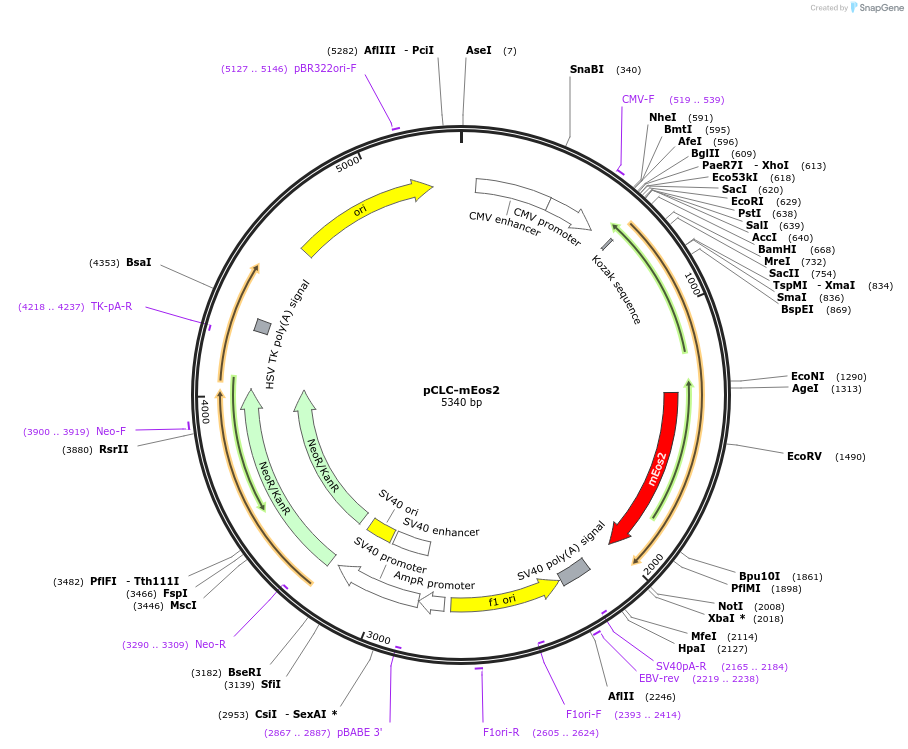 38010-plasmid-map-sequence-id-47586