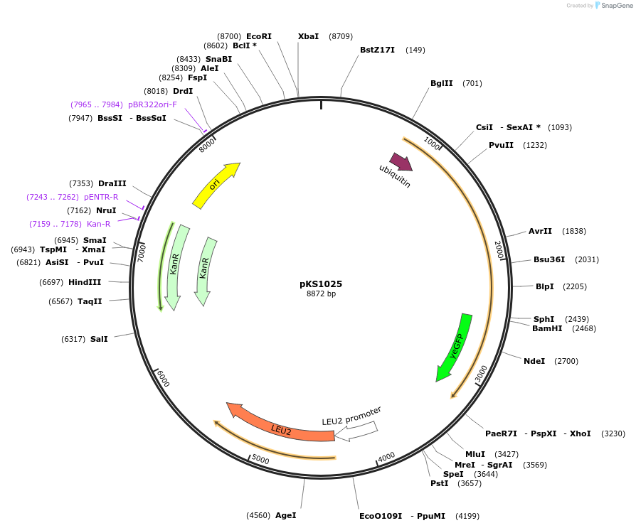 239496-plasmid-map-sequence-id-475861