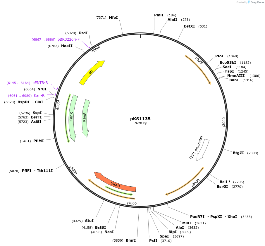 239497-plasmid-map-sequence-id-475868
