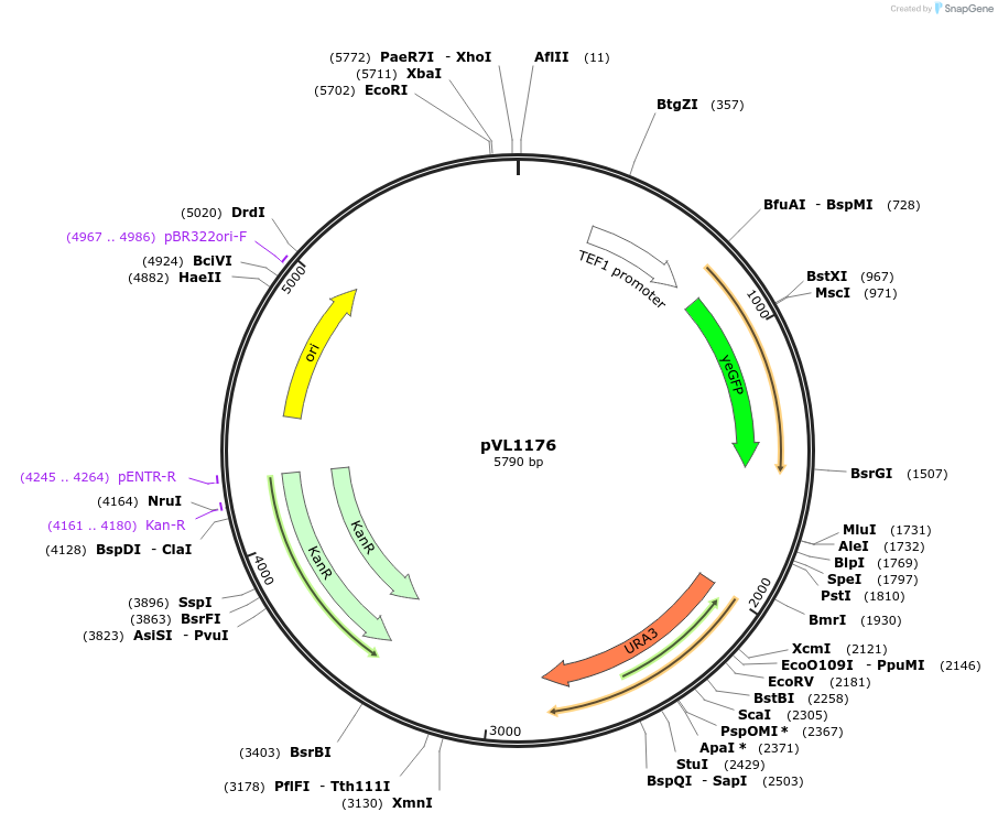 239537-plasmid-map-sequence-id-475869