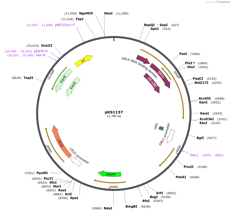 239498-plasmid-map-sequence-id-475872