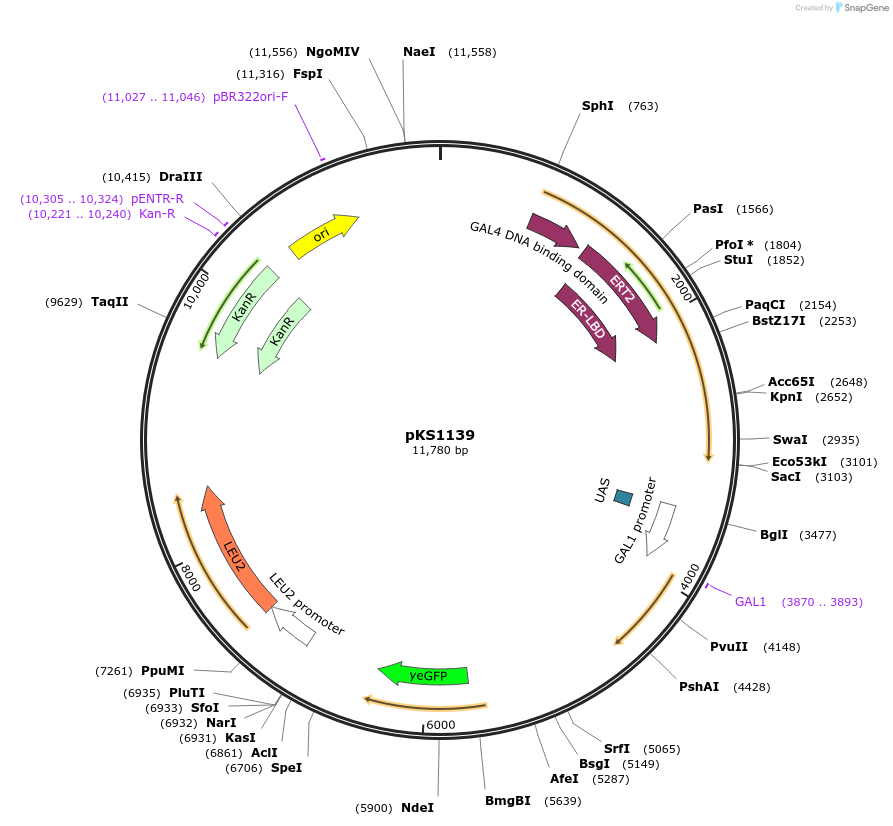 239500-plasmid-map-sequence-id-475873
