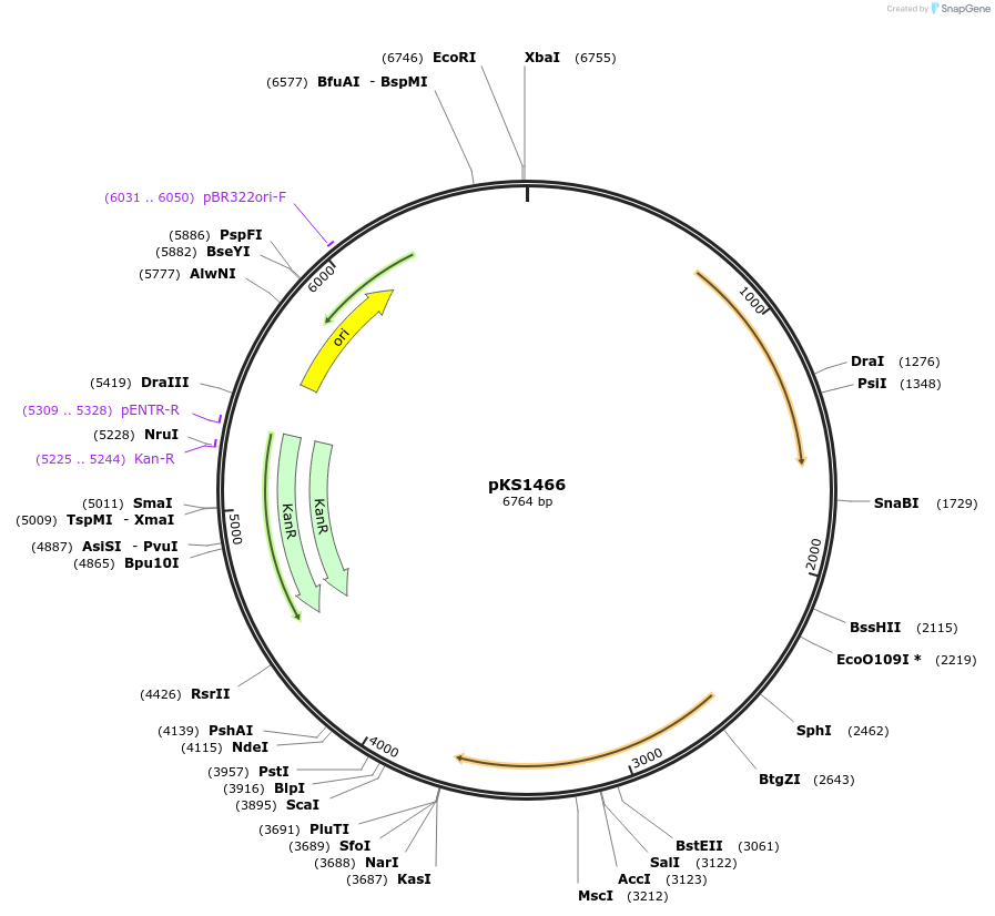 239516-plasmid-map-sequence-id-475876