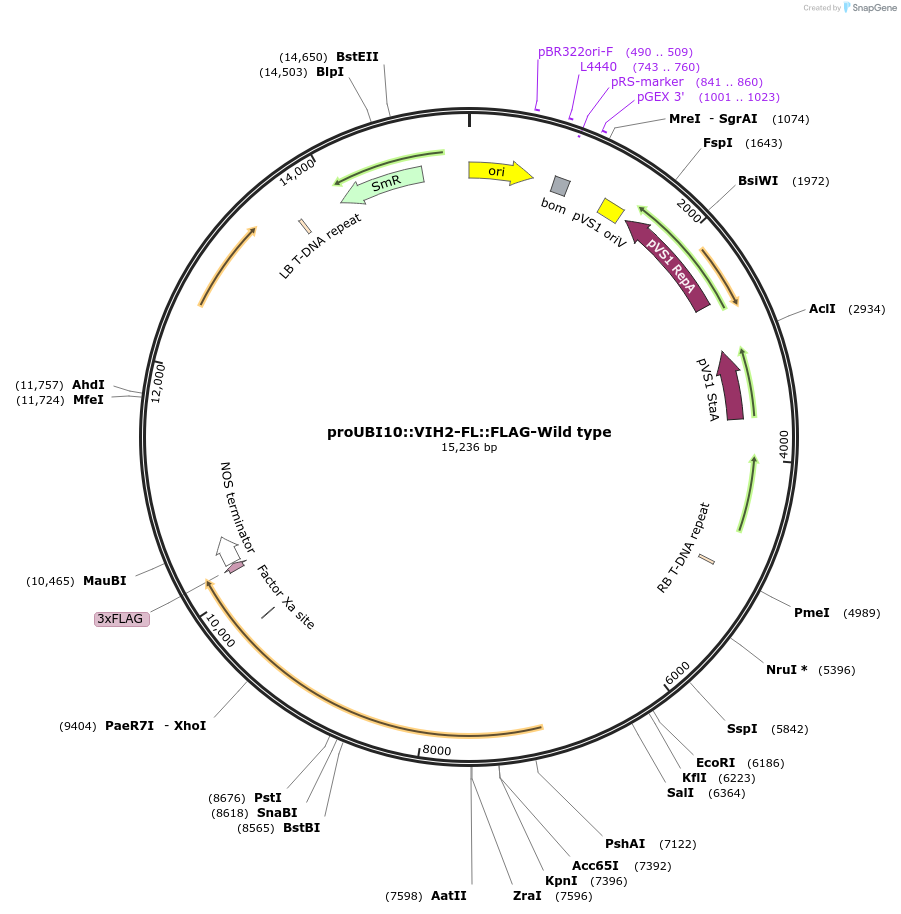 238330-plasmid-map-sequence-id-475882