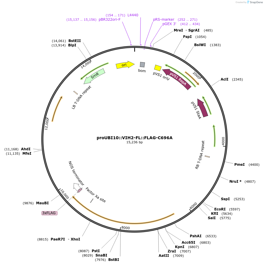 238336-plasmid-map-sequence-id-475892