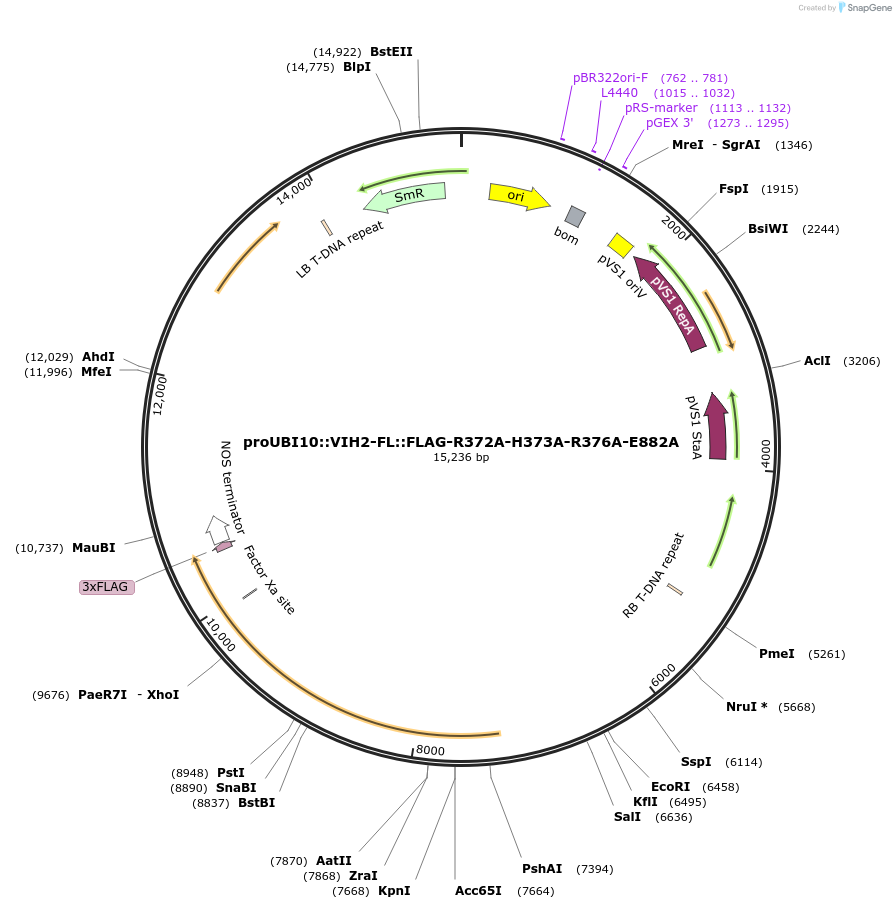 238334-plasmid-map-sequence-id-475894