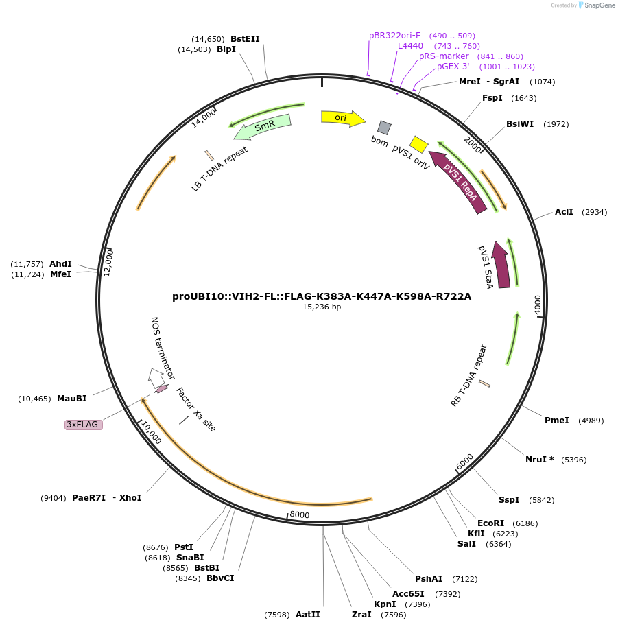 238340-plasmid-map-sequence-id-475899