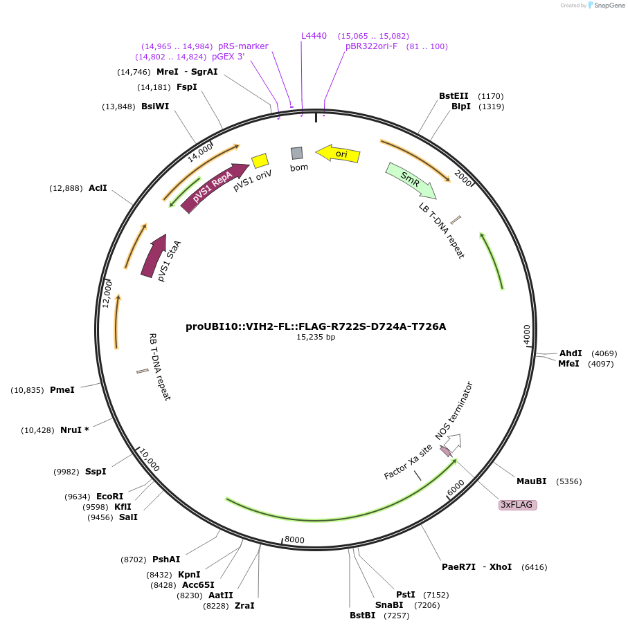 238339-plasmid-map-sequence-id-475900