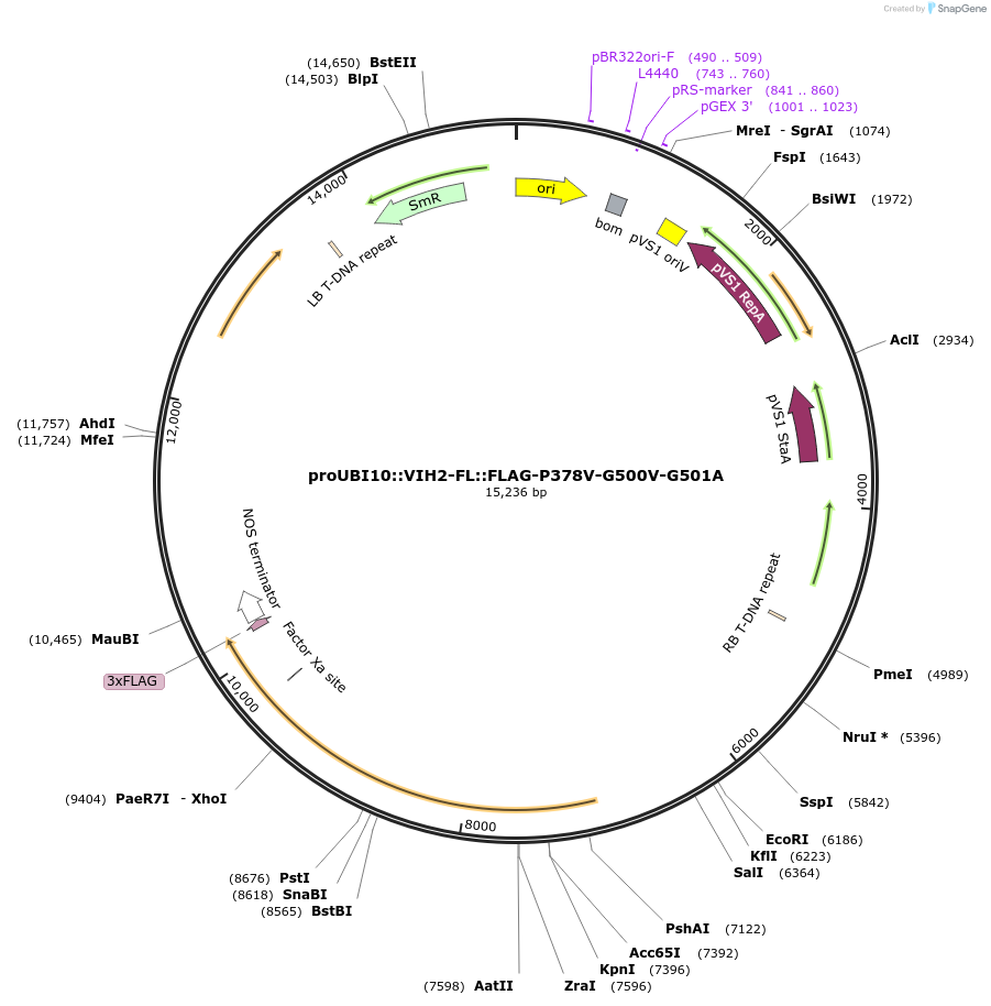 238338-plasmid-map-sequence-id-475901