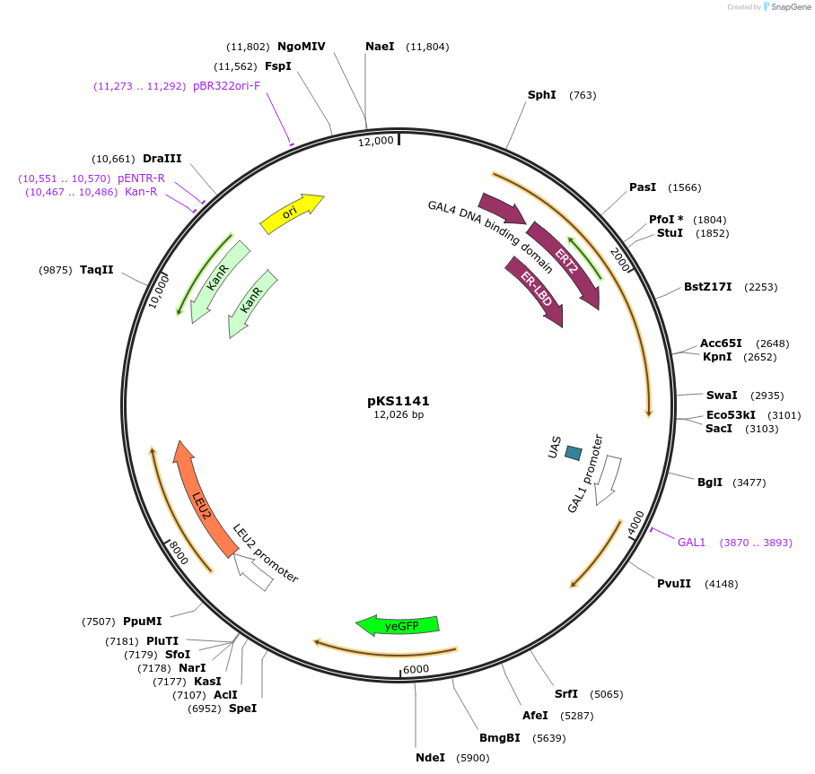 239502-plasmid-map-sequence-id-475904