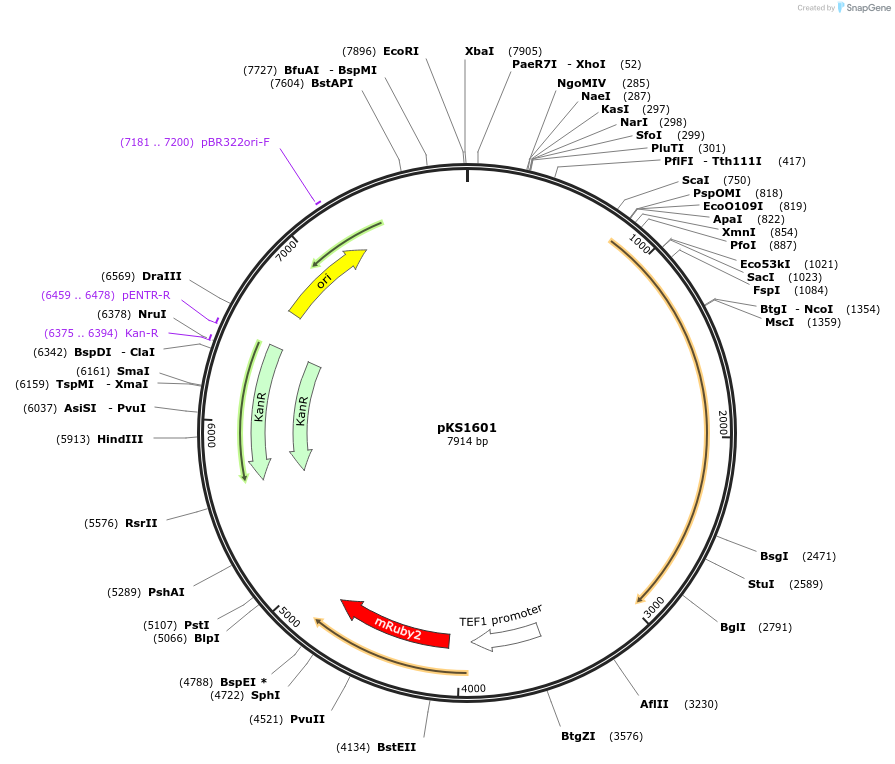 239526-plasmid-map-sequence-id-475905