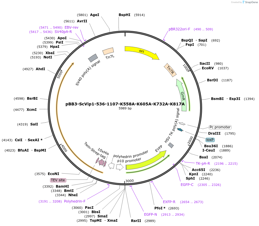 238325-plasmid-map-sequence-id-475906