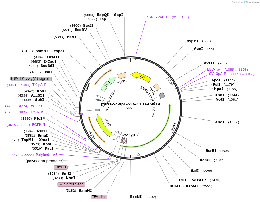 238321-plasmid-map-sequence-id-475908