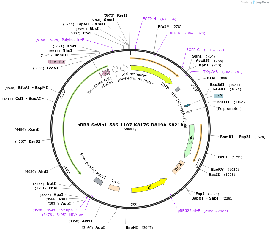 238326-plasmid-map-sequence-id-475909
