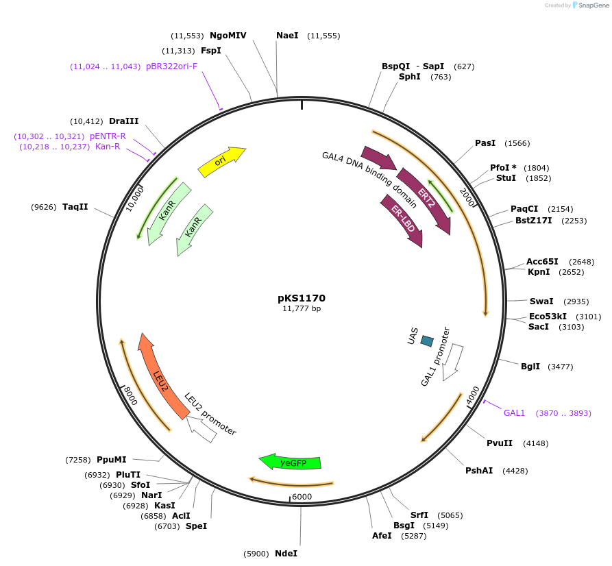 239504-plasmid-map-sequence-id-475911