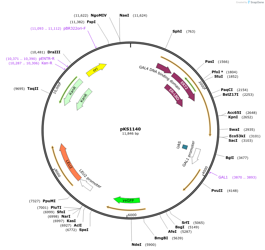 239501-plasmid-map-sequence-id-475913