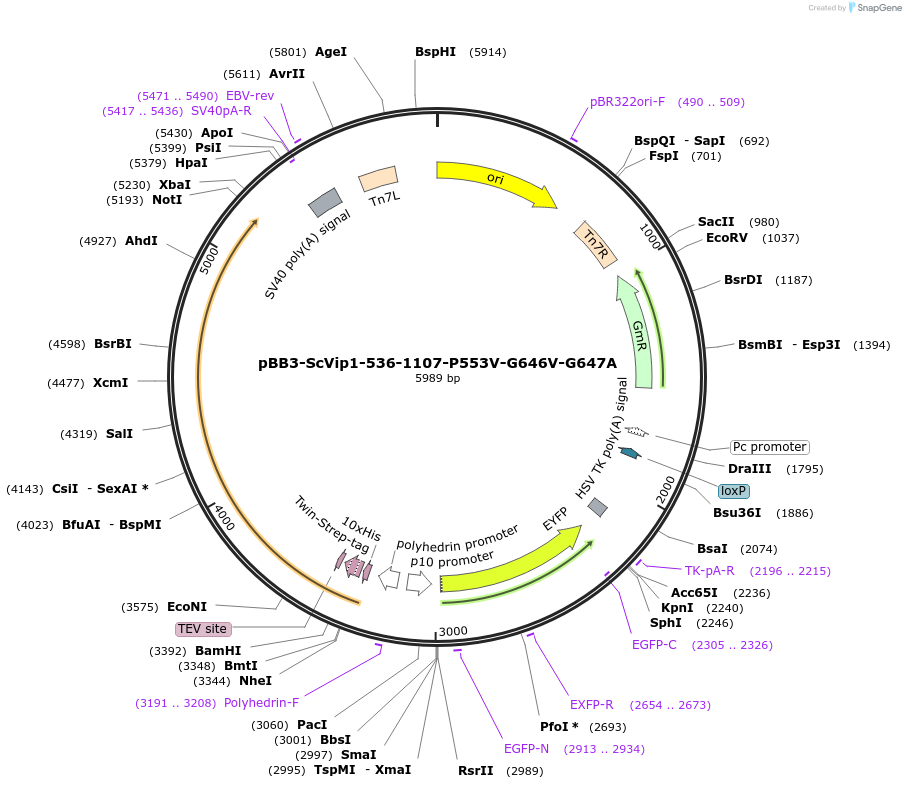 238322-plasmid-map-sequence-id-475914