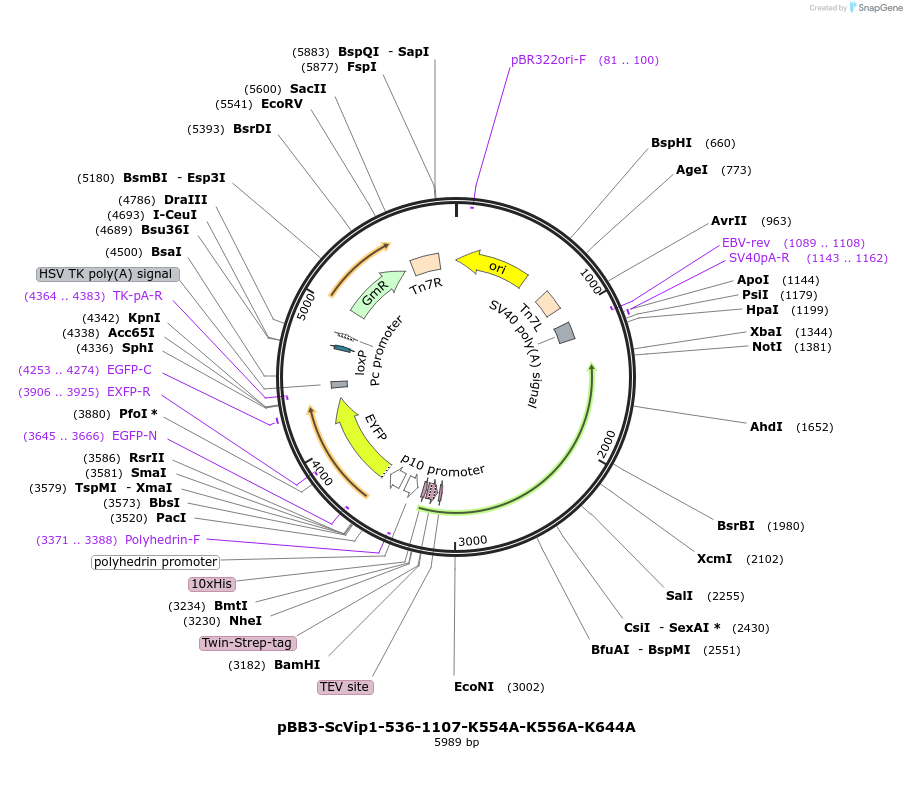 238328-plasmid-map-sequence-id-475916