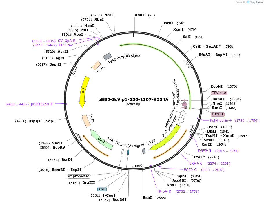 238329-plasmid-map-sequence-id-475917