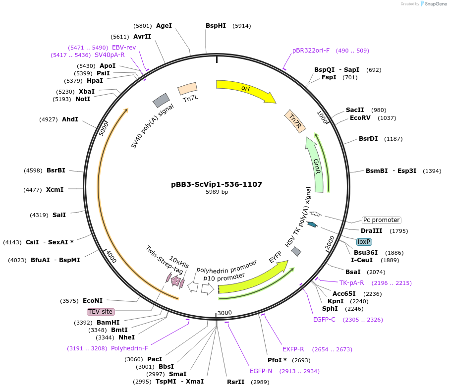 238312-plasmid-map-sequence-id-475918
