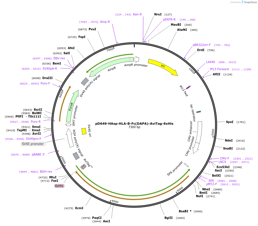 156835-plasmid-map-sequence-id-475924